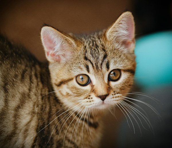 Tour du monde des espèces animales méconnues