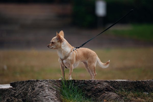 Les plus grandes espèces de rapaces du monde
