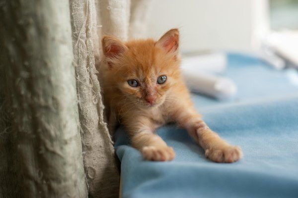 Les meilleurs accessoires pour promener votre chien de nuit