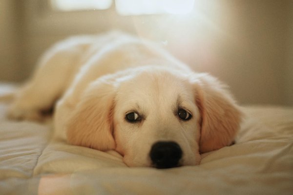 Les animaux de la forêt dans la culture populaire