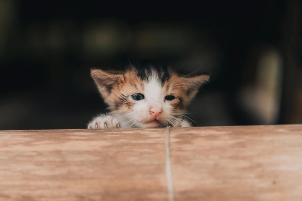 Guide pour l'introduction d'un chien à un chat