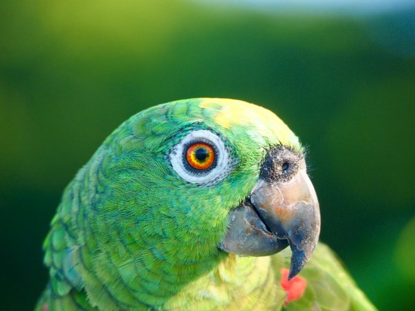 Marketing pour les élevages de chiens : attirer les bons clients