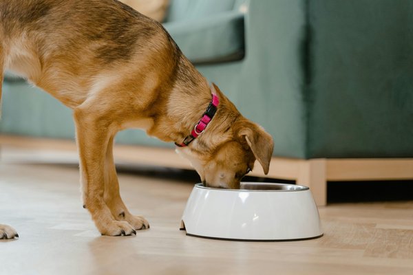 Comment choisir des croquettes pour chien : guide scientifique et bienveillant